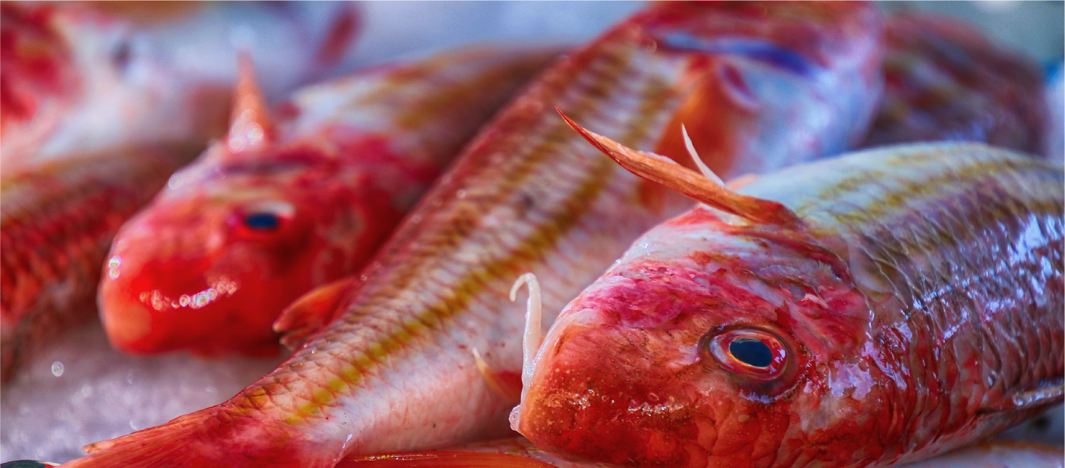 神戸水産物卸協同組合 写真01